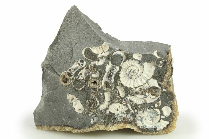 Ammonite (Promicroceras) Cluster - Marston Magna, England #282009